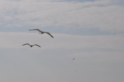 DSC_0061.JPG