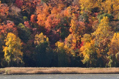 Shades of Autumn