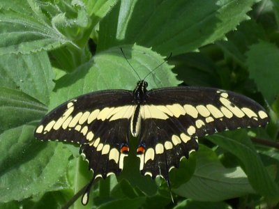 The Living Desert Zoo