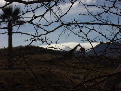 The Living Desert Zoo