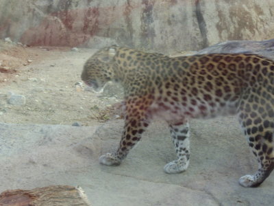 The Living Desert Zoo