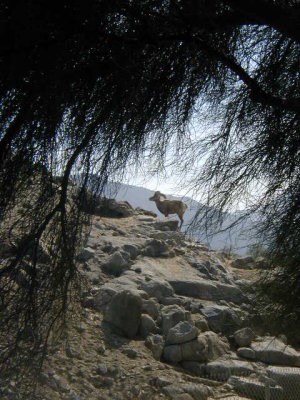 Living Desert