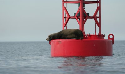 Sea Lion