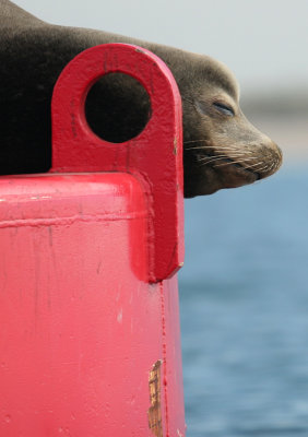 Sea Lion