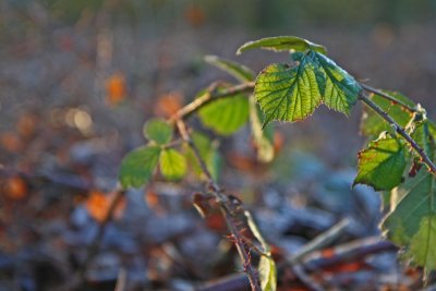 La nature vue autrement