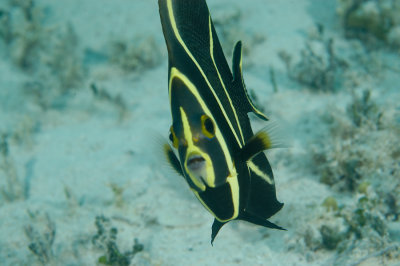 Juvenile French Angelfish