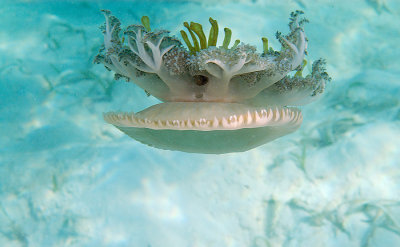 Mangrove Upsidedown Jellyfish