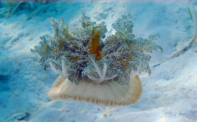 Mangrove Upsidedown Jellyfish