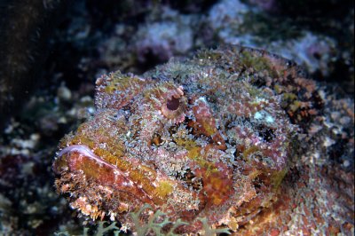 Scorpion Fish