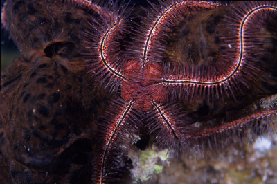 Brittle Star