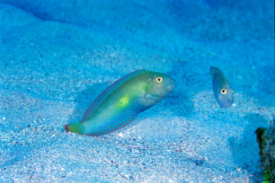 Green Razorfish