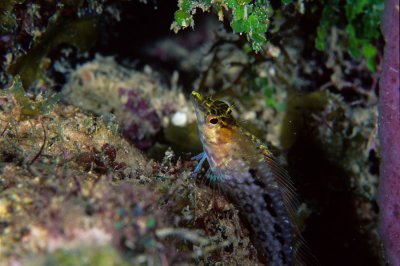 Diamond Blenny