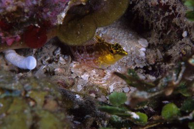 Diamond Blenny