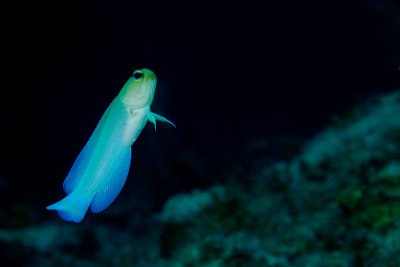 Yellow Headed Jawfish