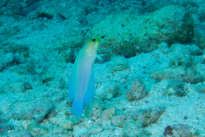 Yellow Headed Jawfish