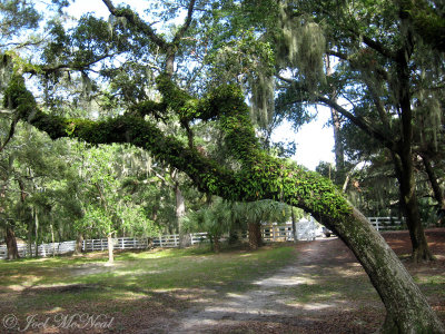 Live Oak coated with Resurrection Fern