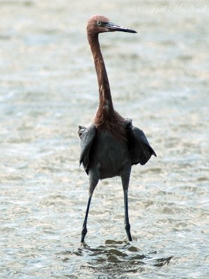 Reddish Egret