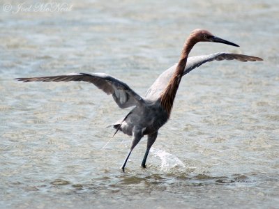Reddish Egret dancing