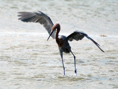 Little St. Simons Island