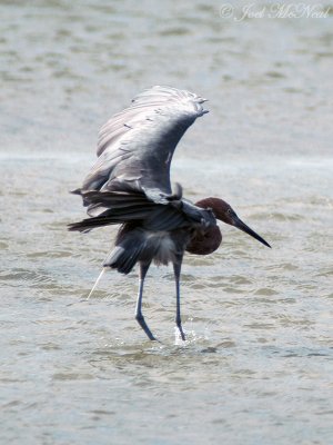 Reddish Egret dancing (Ol)