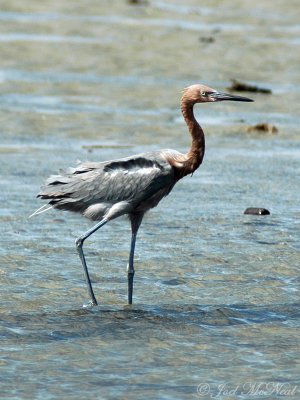 Reddish Egret