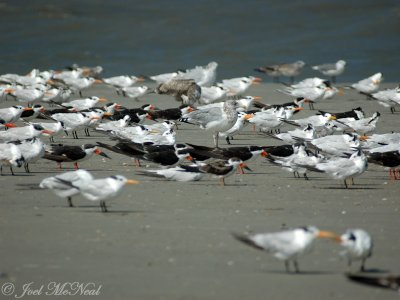 North beach roost