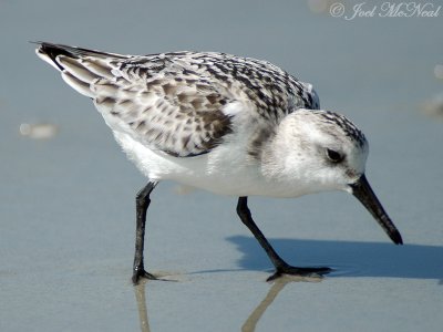 Sanderling