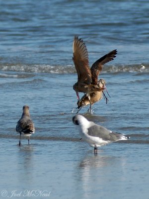 fighting Marbled Godwits