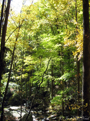 Woods and creek downstream of Anna Ruby Falls