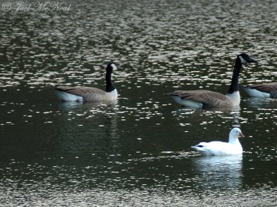 Ross's Goose: Dekle Lake, Athens, GA