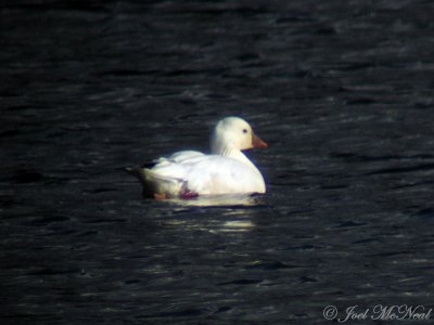 Ross's Goose (digiscoped): Dekle Lake, Athens, GA