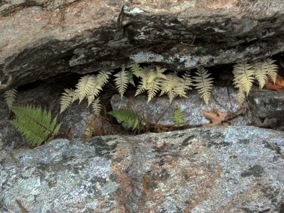 senescing ferns