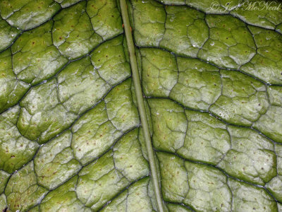 <i>Microsorum musifolium</i> (Polypodiaceae)