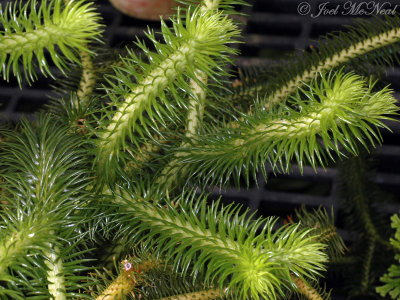 Huperzia squarrosa (Lycopodiaceae)