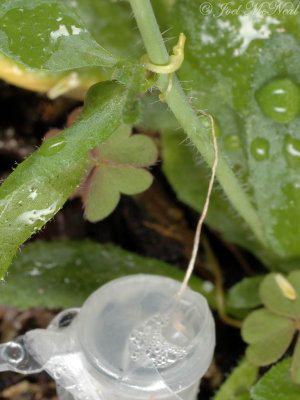 Cuscuta obtusiflora seedling