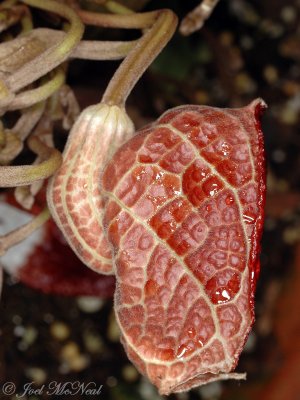 <i>Aristolochia arborea</i>