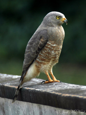 Roadside Hawk