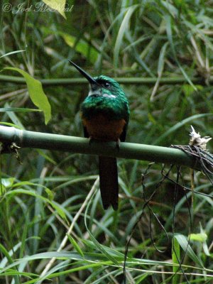 male Rufous-tailed Jacamar