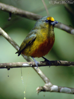 male Olive-backed Euphonia