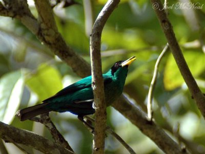 Tropical Tanagers & relatives