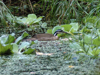 male Sungrebe