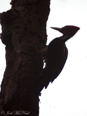 Pale-billed Woodpecker: Campephilus guatemalensis