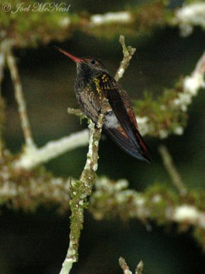 Rufous-tailed Hummingbird: Amazilia tzacatl, male