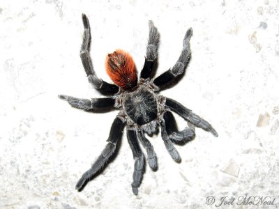 Brachypelma vagans Red-rump Tarantula