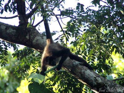 Geoffroy's Spider Monkey