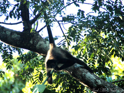 Geoffroy's Spider Monkey