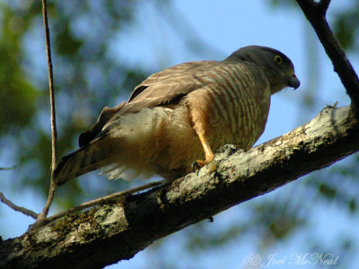 Roadside Hawk