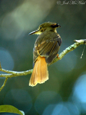 Royal Flycatcher: <i>Onychorhynchus coronatus</i>