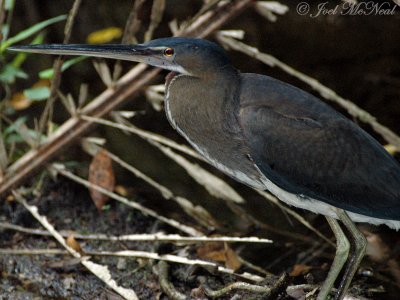 immature Agami Heron