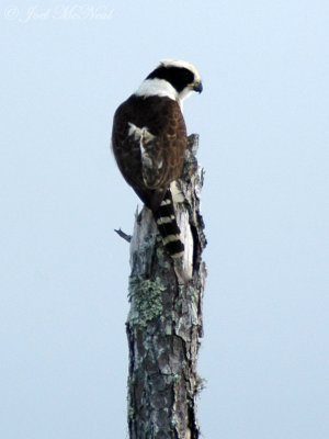 Laughing Falcon: Herpetotheres cachinnans